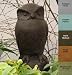 BARN OWL 11