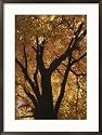 Autumn Color Blazes in a Maple Tree Framed Photographic Poster Print by Roy Gumpel, 21x29