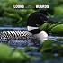 Loons/huards 2007 Calendar