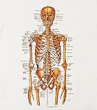 Skeleton T-Shirt Extra Large-8943TSAXL