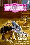 Thoroughbred #12 Shinings Orphan (Thoroughbred)