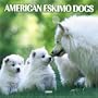 American Eskimo Dogs 2005 Calendar
