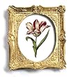 genus Tulipa 12 - Gold Frame Magnet with pop-out easel (2-3/4" x 2-1/2")