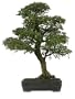 Brussel's Chinese Elm Specimen Bonsai