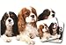 King Charles Spaniel