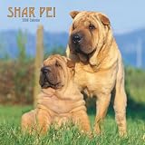 Shar-Pei 2008 Square Wall