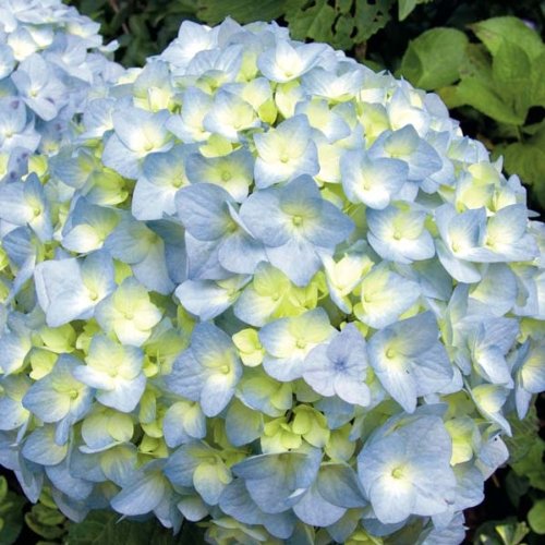 Hortensia - Hydrangea macrophylla Nikko Blue