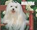 Just Maltese 2010 Calendar