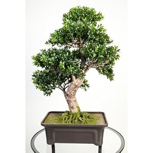 Bonsai buis artificiel en coupe, 538 feuilles, 65 cm bonsai