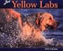 Just Yellow Labs