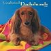 Dachshunds, Longhaired 2009 Square Wall Calendar