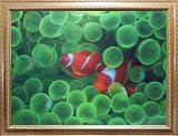 立体写真３Dピクチャー【クマノミとイソギンチャク】