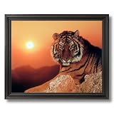 Tiger In The Wild At Sunset Home Decor Wall Picture Black Framed Art Print