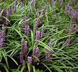 Lilyturf 10 Seeds- Liriope muscari - Shade Perennial