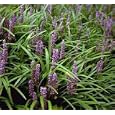 Lilyturf 10 Seeds- Liriope muscari - Shade Perennial