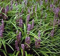 Lilyturf 10 Seeds