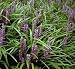 Lilyturf 10 Seeds- Liriope muscari - Shade Perennial