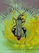 Microcosmos: The Invisible World of Insects