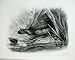 1910 Common Coot Fulica Atra Adult Chicks Bird Plate