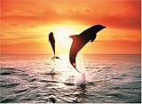 Ravensburger 14637 - Delfine beim Sonnenuntergang - 500 Teile Puzzle