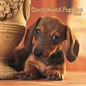 Dachshund Puppies 2008 Mini Wall Calendar (German, French, Spanish and English Edition)