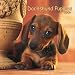   - Dachshund Puppies 2008 Mini Wall Calendar