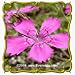 1 Oz Maiden Pinks (Dianthus deltoides) Bulk Wildflower Seeds
