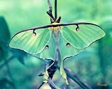 Luna Moth