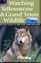 Watching Yellowstone And Grand Teton Wildlife: The Best Places to Look From Roads and Trails