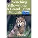 Watching Yellowstone And Grand Teton Wildlife: The Best Places to Look From Roads and Trails