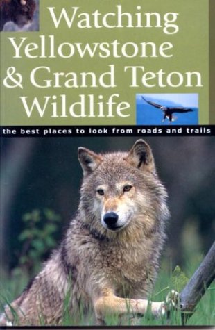 watching yellowstone and grand teton wildlife the best places to look from roads and trails