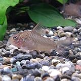 ���i�̏ڍ�