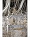 Photographic Prints of Tiger - resting amongst roots of Banyan Tree (Ficus benghalensis) from Ardea Wildlife Pets
