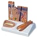 3B Scientific J14 Skin, Hair and Nail Microscopic Structures Model, 3.9" x 4.9" x 5.5"
