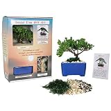 Bonsai Tree Starter Kit, Japanese Juniper 510U2wd1%2BTL. SL160 Bonsai Tree Starter Kit, Japanese Juniper