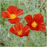 Package of 2,000 Seeds, Red Chief California Poppy (Eschscholzia californica) Non-GMO Seeds by Seed Needs