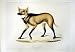 C1990 Mammals Maned Wolf Canis Jubatus Brachyurus