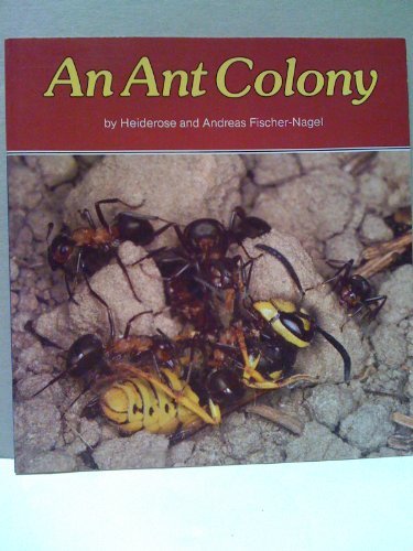 ant colony