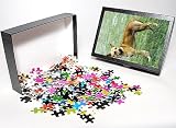 Photo Jigsaw Puzzle of dog-canaan dog from Animal Photography
