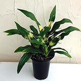 [ギフトに]万年青 （おもと）：宝船宗石5.5号鉢植え[タカラブネソウセキ　新居祝いに人気！]