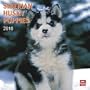 Siberian Husky Puppies 2010 Square Wall (Multilingual Edition)