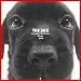 Artlist Collection the Dog 2005 Calendar Labrador Retriever (Black)