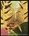 Book Common Seaweeds of the Gulf of California
