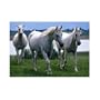 Melissa and Doug White Stallions Cardboard Jigsaw Puzzle (100 pc)