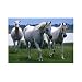 Melissa and Doug White Stallions Cardboard Jigsaw Puzzle (100 pc)