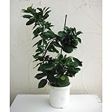 獅子柚子（シシユズ）8号鉢植え[柑橘・かんきつ類苗木]