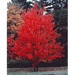 Kanadischer Rotahorn - Acer rubrum - Samen