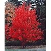 Kanadischer Rotahorn - Acer rubrum - Samen