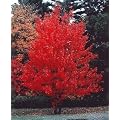Kanadischer Rotahorn - Acer rubrum - Samen
