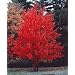 Kanadischer Rotahorn - Acer rubrum - Samen